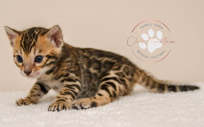 Bengal kitten for sale